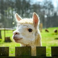 lama heide camp resort