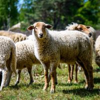 schapen